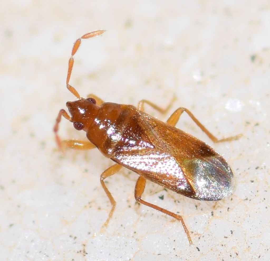 Lygaeidae: Camptocera glaberrima (Walker, 1872)